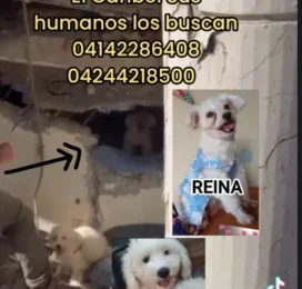 Perro Poodle (Caniche) perdido en La Guaira