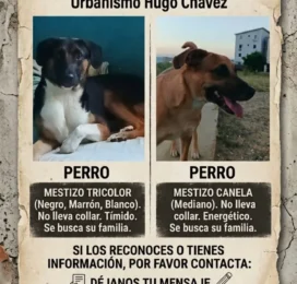 perdido en La Guaira