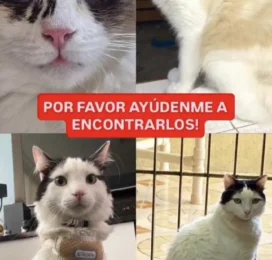 Perro perdido