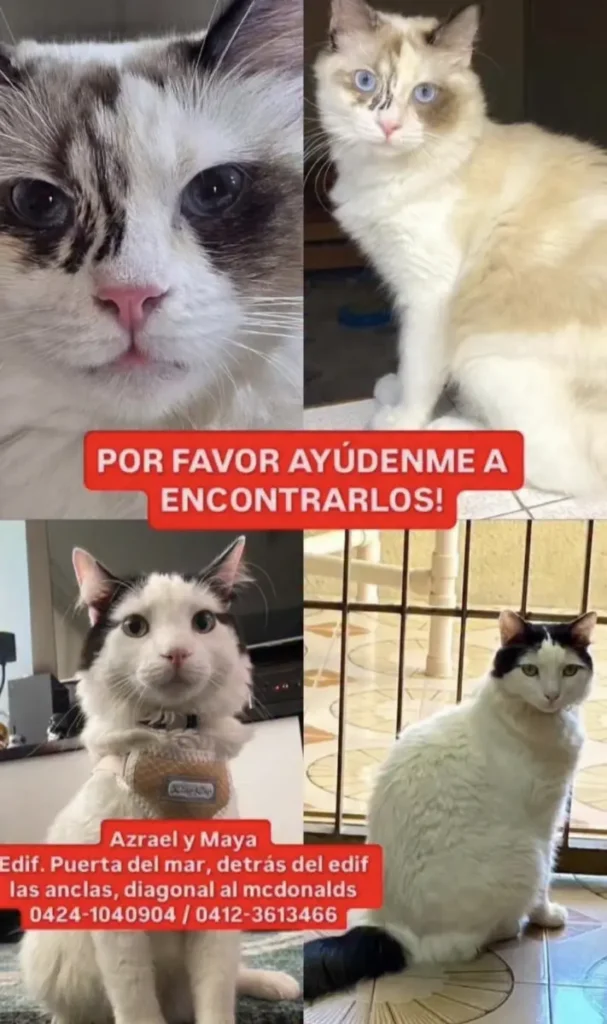 Perro perdido