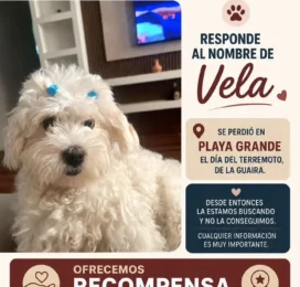 Perro Poodle (Caniche) perdido en La Guaira