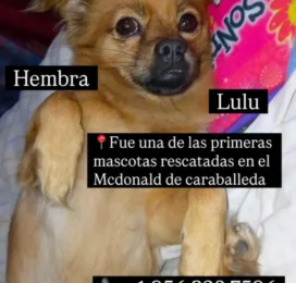Perro perdido en La Guaira