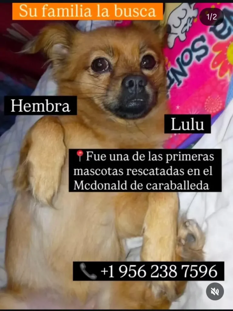 Perro perdido