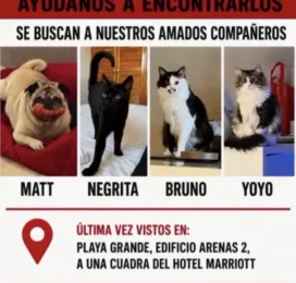 Perro perdido en La Guaira