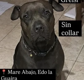 Perro perdido en La Guaira