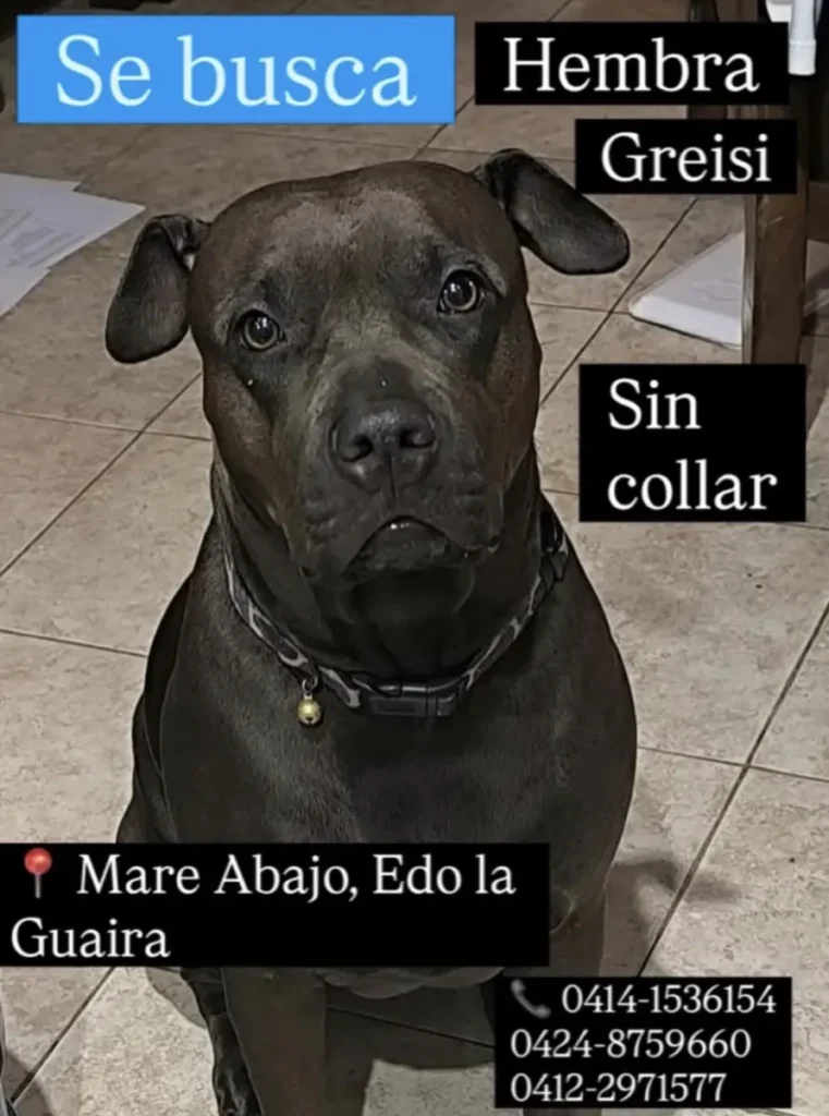 Greisi