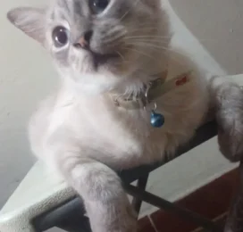 Gato Mestizo perdido en La Guaira