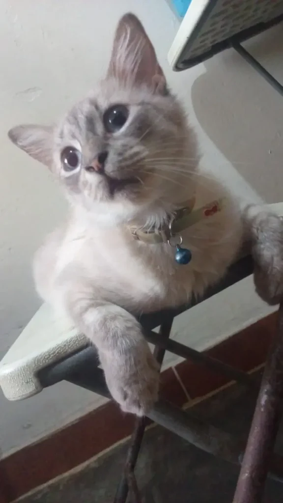 Peluda