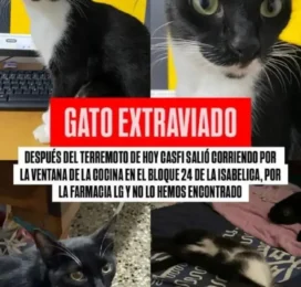 Perro Mestizo perdido en Carabobo