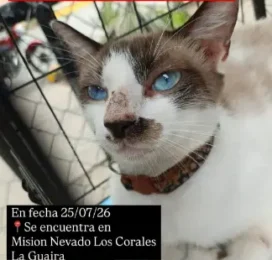 Gato Mestizo encontrado