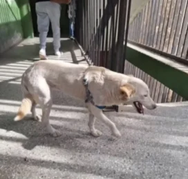 Perro perdido