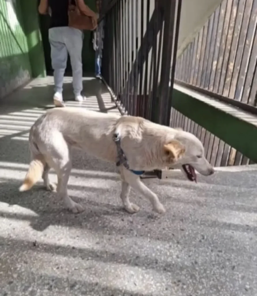 Perro perdido