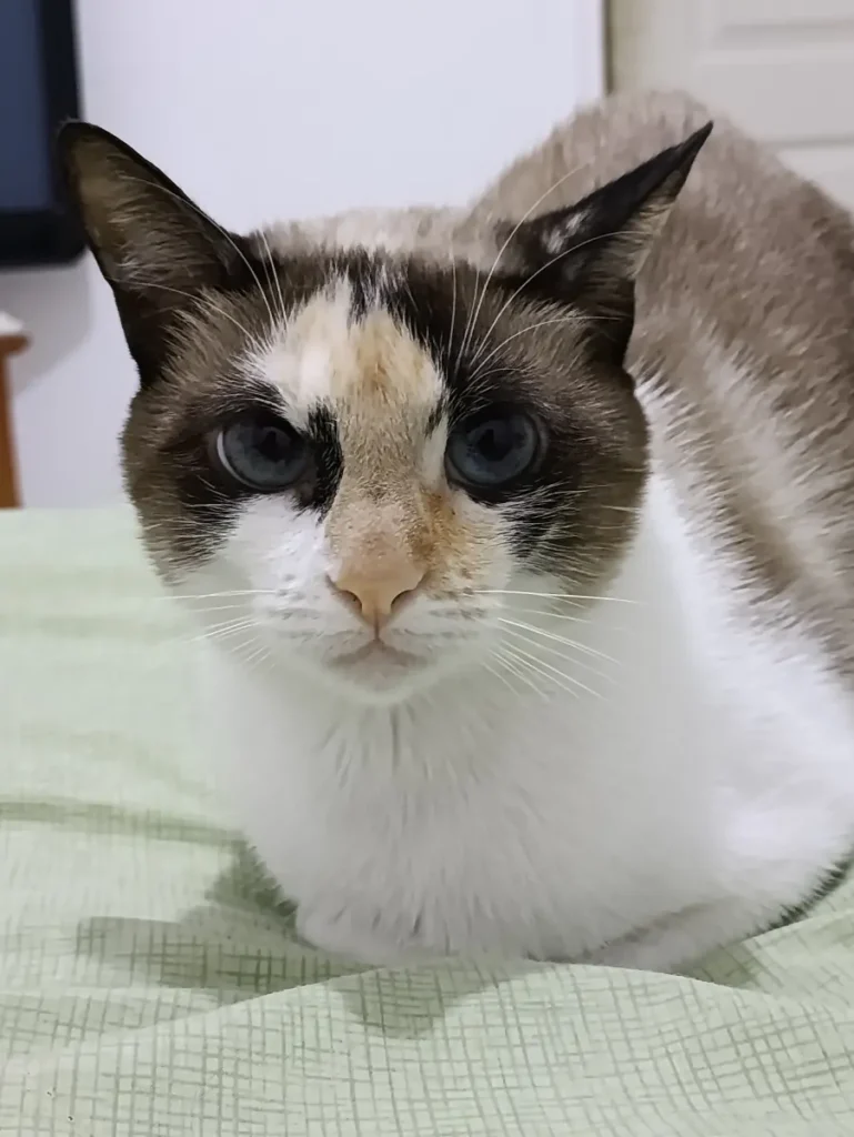Niña