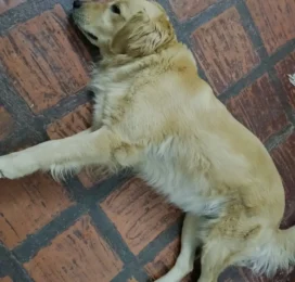 Perro Golden Retriever perdido en Miranda