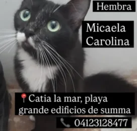 Perro perdido en La Guaira