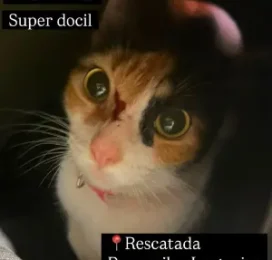 Gato encontrado en La Guaira