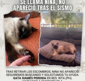 Gato Siamés perdido en Distrito Capital