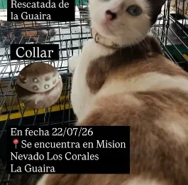Gato encontrado en La Guaira