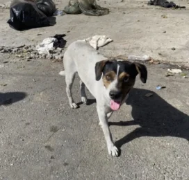 Perro perdido en La Guaira