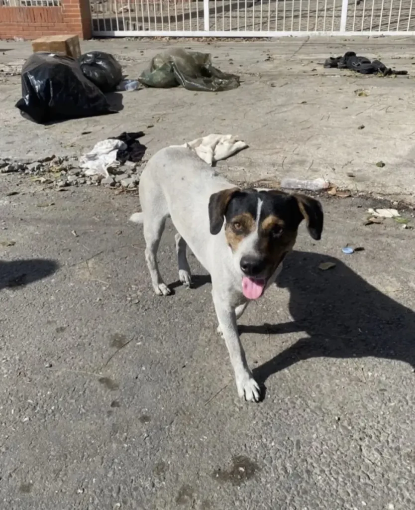 Perro perdido