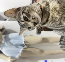 Gato perdido en La Guaira