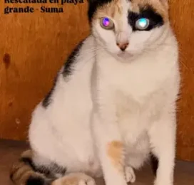Gato encontrado en La Guaira