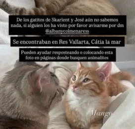 Perro perdido en La Guaira