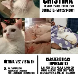 Perro perdido