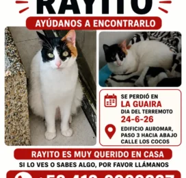 Gato perdido en La Guaira