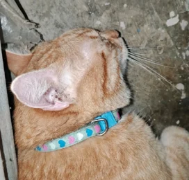 Gato Mestizo encontrado en La Guaira