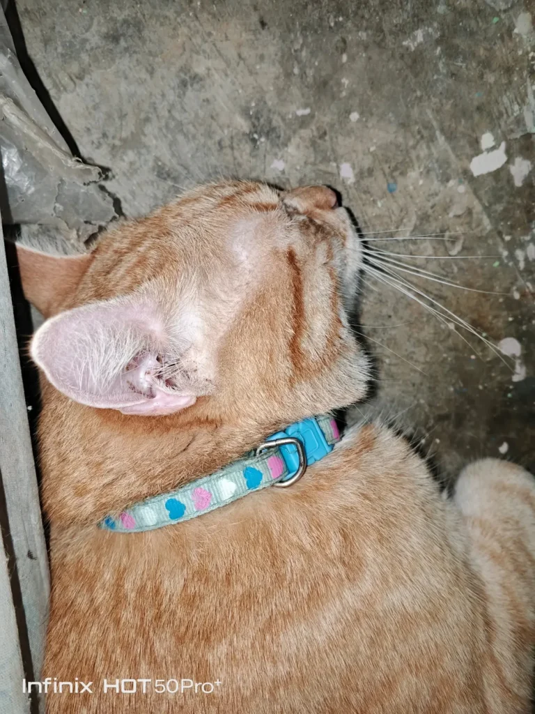 Gato encontrado
