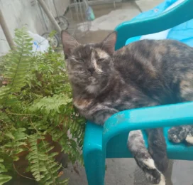 Gato perdido en La Guaira