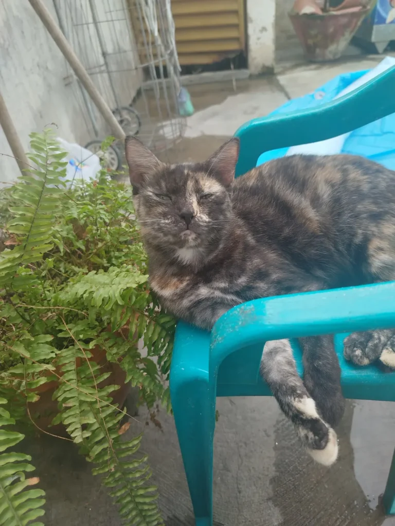 Princesa