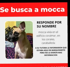 Perro perdido en La Guaira