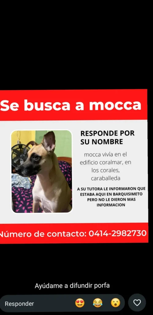 Moca
