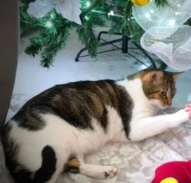 Gato Mestizo perdido en La Guaira