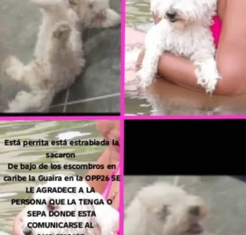Perro perdido