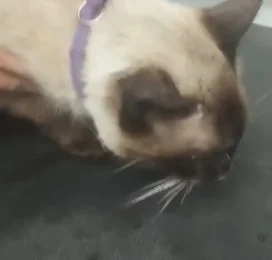 Gato Siamés encontrado en Distrito Capital