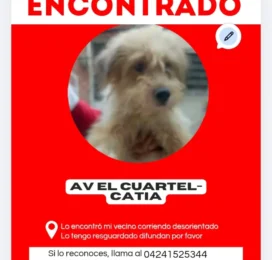 Perro Poodle (Caniche) encontrado en Distrito Capital