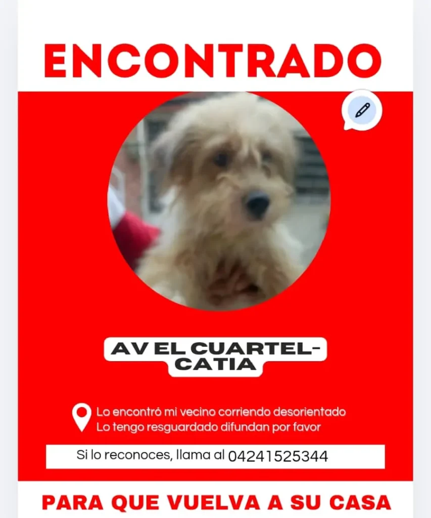 Perro encontrado