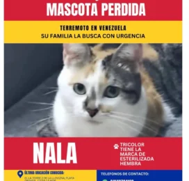 Gato Mestizo perdido en La Guaira