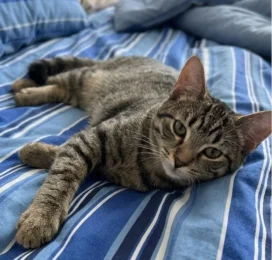 Gato perdido en Distrito Capital