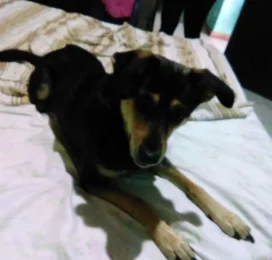 Perro perdido en Miranda