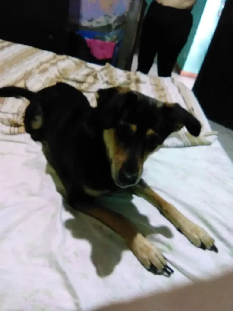 Layka