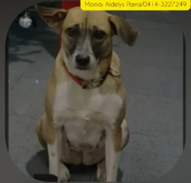 Perro perdido en La Guaira