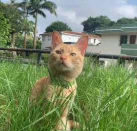 Gato perdido en Carabobo