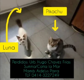 Gato perdido en La Guaira