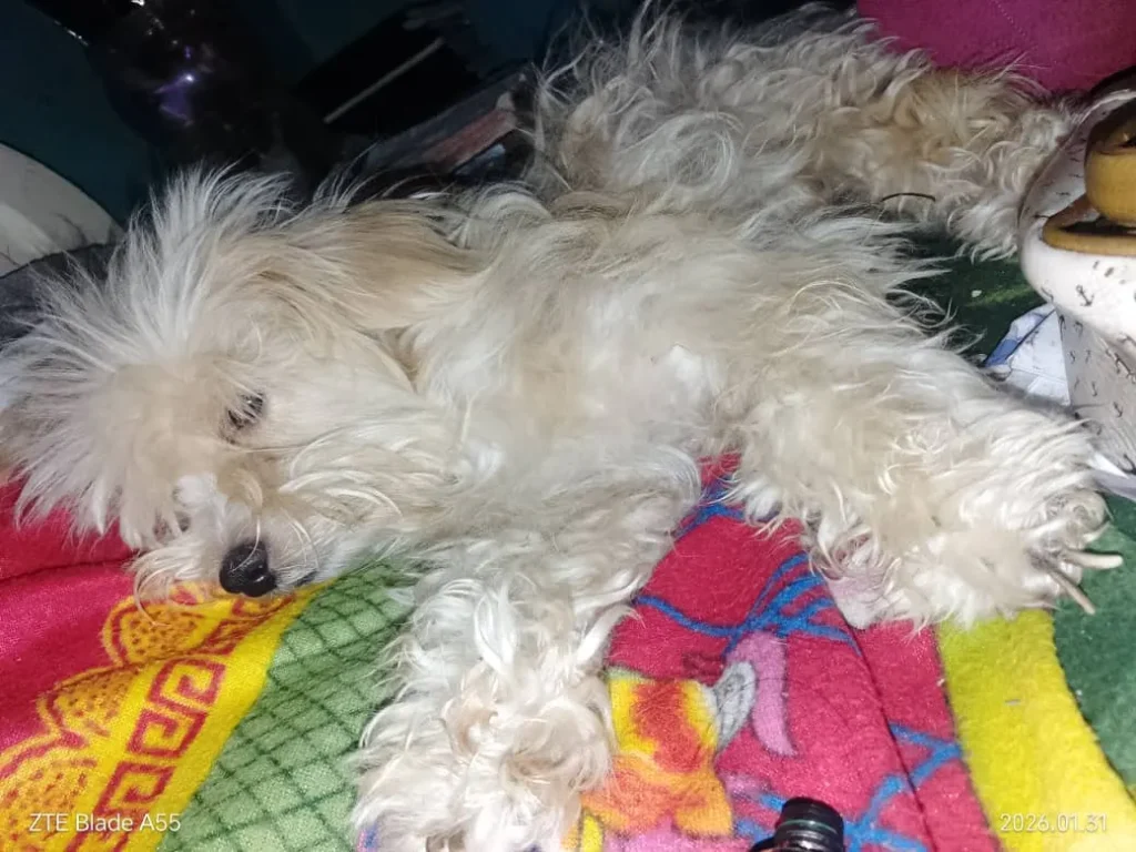 Niña