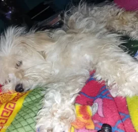 Perro perdido en Mérida