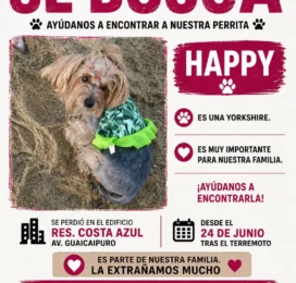 Gato perdido en La Guaira